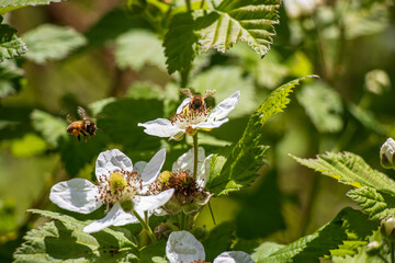 A bee gathering pollen from white raspberry flowers in the garden in summer time.