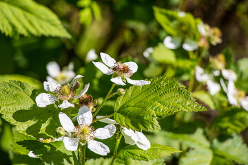 A bee gathering pollen from white raspberry flowers in the garden in summer time.