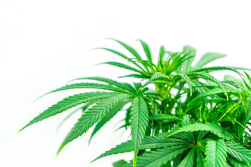 Obraz premium Leafs of Cannabis Plant Isolated on White Background