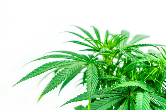 Leafs of Cannabis Plant Isolated on White Background
