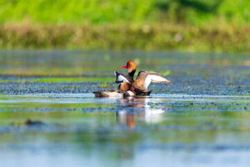 
Ducks playing in a beautiful swamp in Thailand