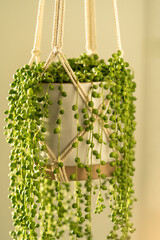 Handmade cotton macrame planter for indoor houseplant Senecio rowleyanus, close up. Love plants. 