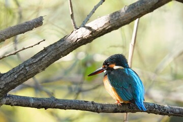公園の枝に留まるカワセミ