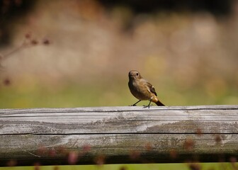 秋の公園のジョウビタキの雌