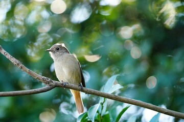 緑バックのジョウビタキの雌