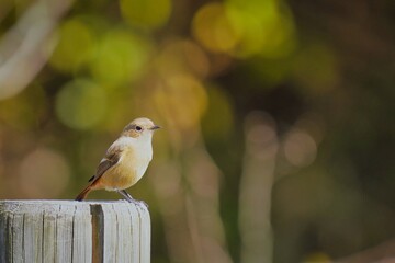 公園の杭の上のジョウビタキの雌
