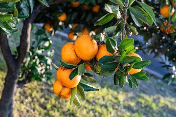 庭先のみかんの実