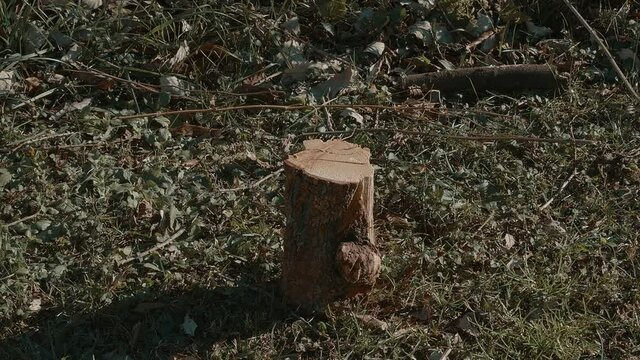 cutting a peice of lumber or fire wood