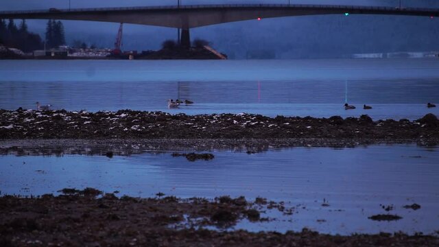 Ducks In The Gastineau Channel