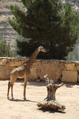 giraffes in israel zoo on jerusalem