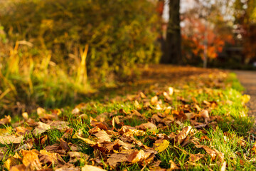 Herbst Stimmung | Blätter Laub im Gras