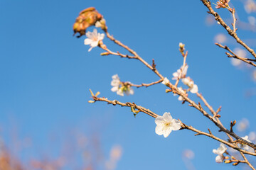 日本の四季桜の花