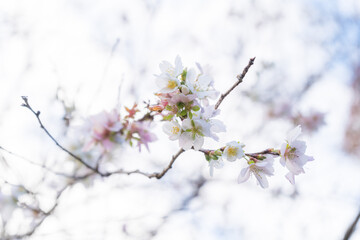 日本の四季桜と紅葉の風景