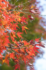 廃線の道沿いに咲く紅葉のもみじ