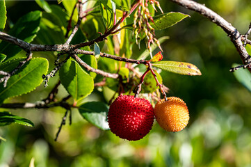 odd tree berries