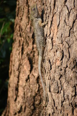 Lizard
