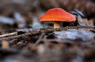 Fall Fungi.