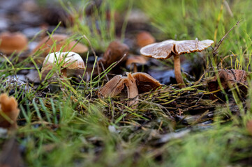 Fall Fungi.