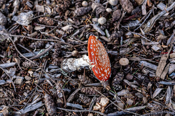 Fall Fungi.
