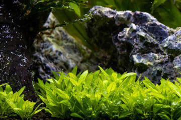 A view into a professional aquascape with live aquatic plants that are producing tiny bubbles of oxygen underwater. The production of oxygen is from the process of photosynthesis.