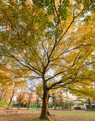 Fototapeta premium 秋の日の公園風景