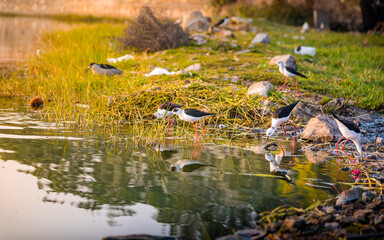 The black-winged stilt or Himantopus himantopus is a widely distributed very long-legged wader in the avocet and stilt family.