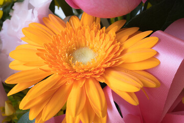 ガーベラの花　マクロ