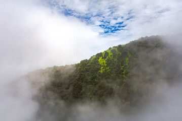 Forested mountain slope with the evergreen conifers shrouded in mist in a scenic landscape view at Mcleod ganj, Himachal Pradesh, India.