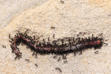 Small black ants feeding on a dead worm