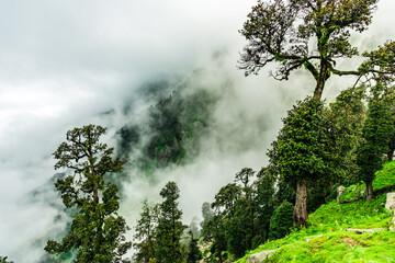 Forested mountain slope with the evergreen conifers shrouded in mist in a scenic landscape view at Triund, Mcleod ganj, Himachal Pradesh, India.