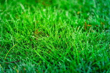 Selective focus field of fresh green grass texture as a background