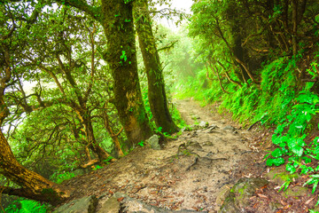 View enroute to Triund hiking trail through lush green landscape at Mcleod ganj, Dharamsala, Himachal Pradesh, India. Triund hill top offers view of himalyan peaks of Dhauladhar range.