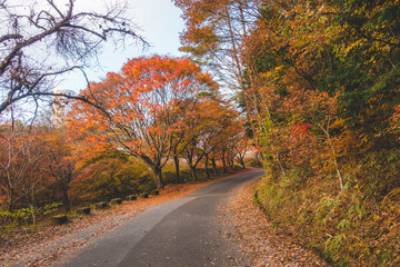 紅葉した木々と道路