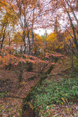 Fototapeta premium 日本の紅葉した木々と葉