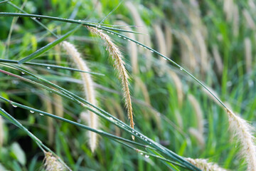 Rain droplets on grass