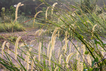 Grass seed heads