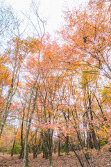 日本の紅葉した木々と葉