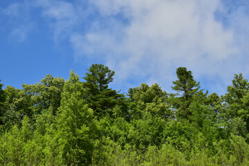 Green tree tops against a blue sky.