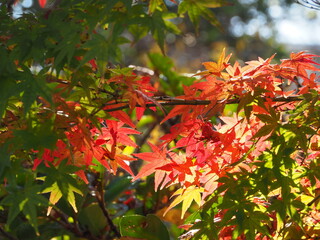 公園の楓の紅葉