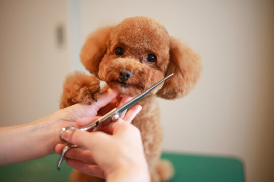 小型犬のトリミング
