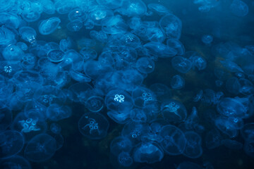 Lots of jellyfish on the surface of the sea in winter