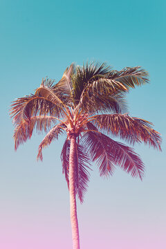 Neon tropical background. Pink and blue gradient over palm tree backdrop. Trendy colors for blog or summer advertisement. 