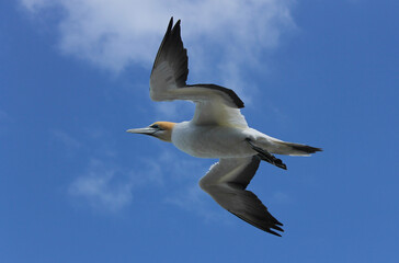 Fototapeta na wymiar Gannet flying with blue sky backdrop