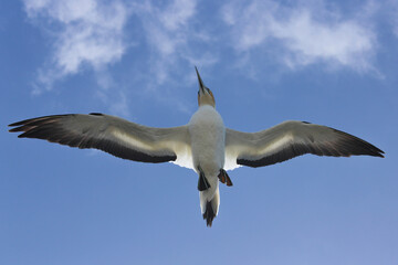 Gannet flying with blue sky backdrop