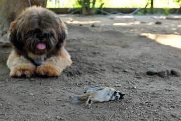 Selective focus of a dead bird and a pet dog. Dog kill birds.