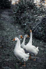 white goose on the beach