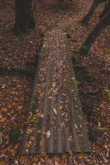 Fototapeta premium 紅葉した山にある景色