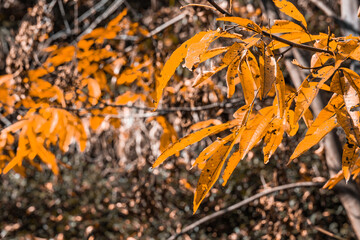 autumn leaves