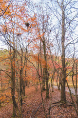 日本の紅葉した木々と葉