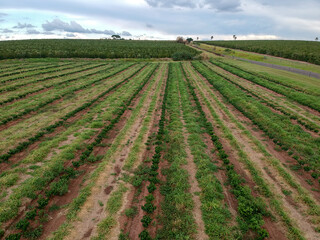 Fototapeta na wymiar Aerial view of coffee seedlings being irrigated in the drip system